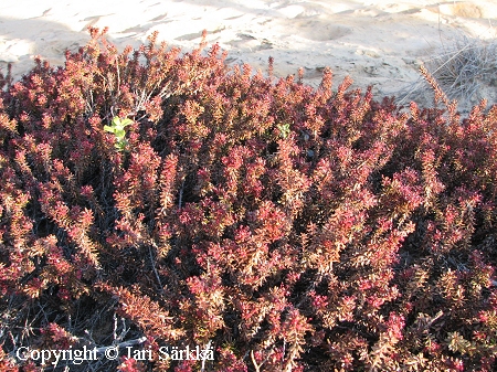 Empetrum nigrum hermaphroditum, pohjanvariksenmarja